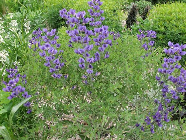 Baptisia australis var. minor
