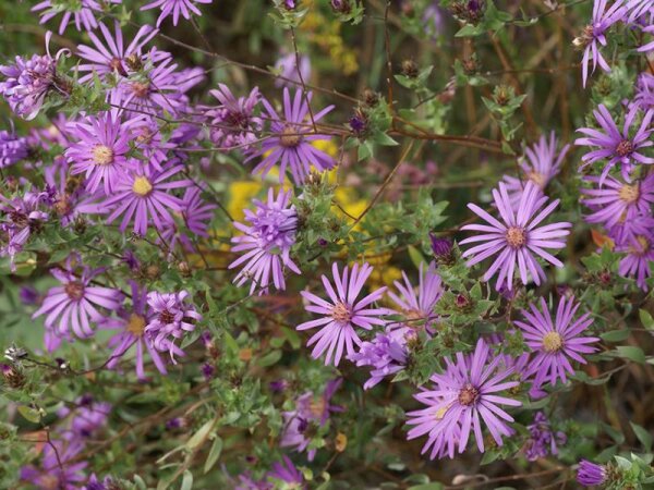 Aster (Symphyotrichum) sericeus
