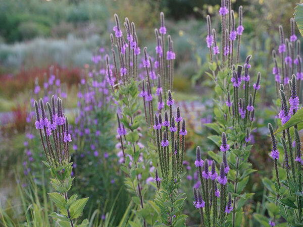 Verbena stricta