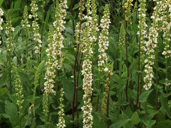 Verbascum nigrum Album