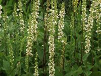 Verbascum nigrum Album