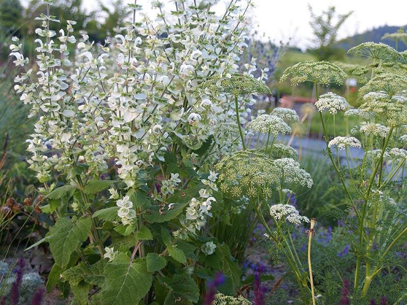 Salvia sclarea var. alba Vatican White