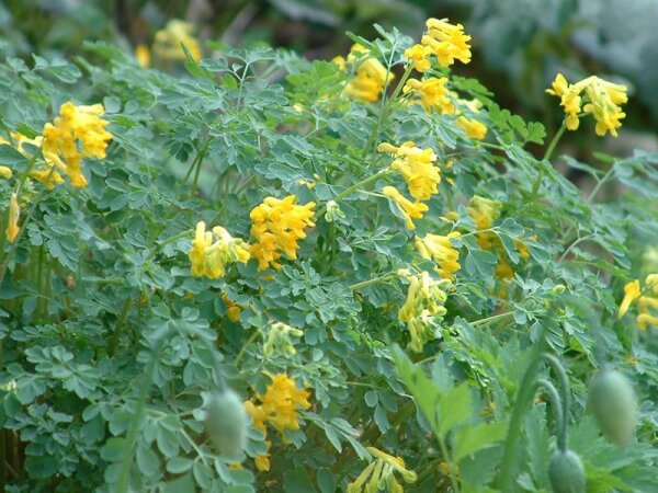 Corydalis (Pseudofumaria) lutea