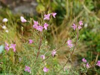 Epilobium dodonaei