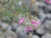 Epilobium dodonaei