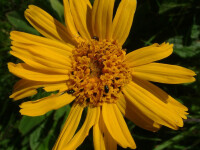 Arnica montana