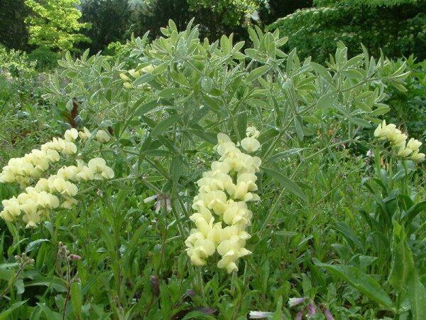 Baptisia bracteata var. leucophaea