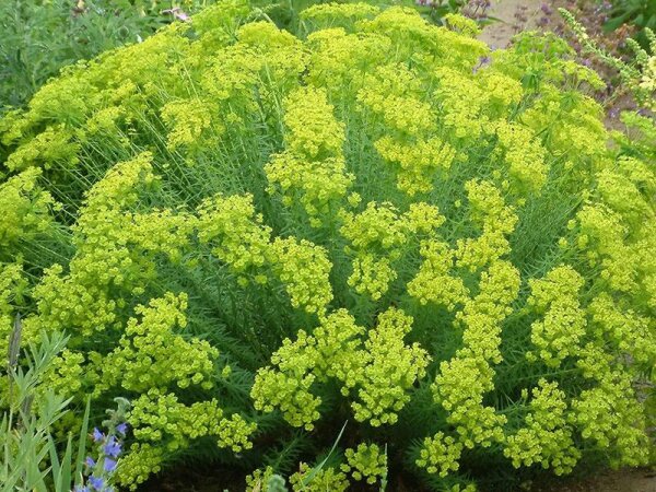 Euphorbia seguieriana subsp. niciciana