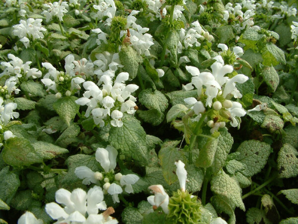 Lamium maculatum White Nancy