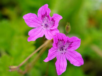 Erodium Hybr.