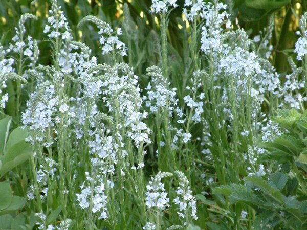 Veronica gentianoides