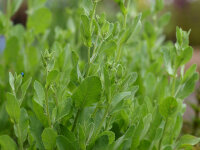 Tanacetum (Chrysanthemum) balsamita