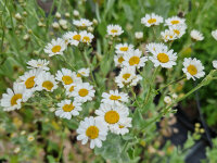 Tanacetum (Chrysanthemum) balsamita