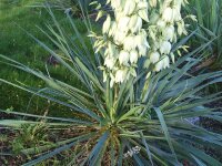 Yucca filamentosa P1