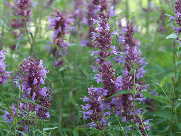 Agastache Hybr. Linda