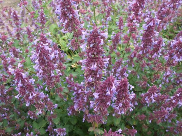 Nepeta grandiflora Breamdean