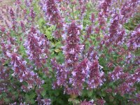 Nepeta grandiflora Breamdean