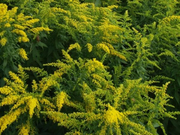 Solidago Canadensis-Hybr. Strahlenkrone