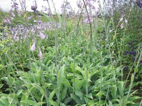 Hosta Krossa Regal