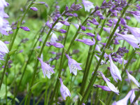 Hosta Harry van Trier