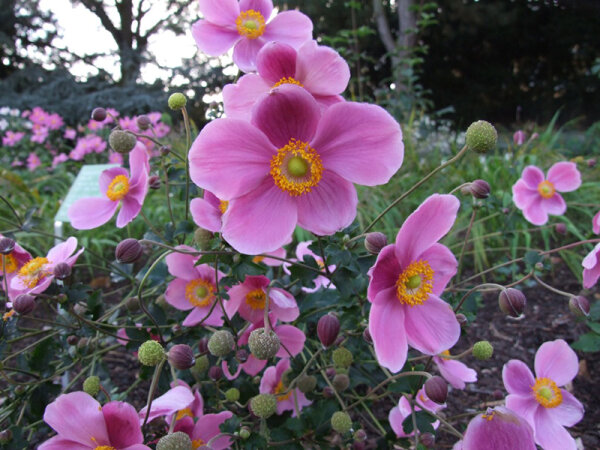 Anemone Autumn-Single-Group Splendens