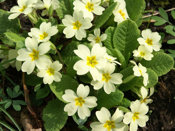 Primula vulgaris (Wildform)