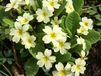 Primula vulgaris (Wildform)