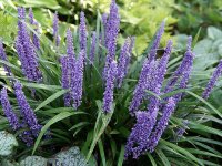 Liriope muscari Ingwersen