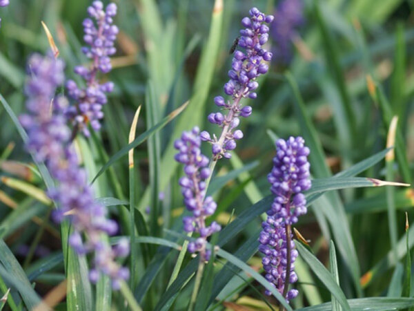 Liriope muscari Moneymaker