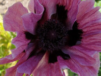 Papaver orientale Pattys Plum