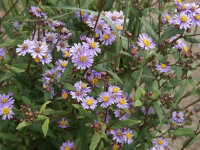 Aster ageratoides (scaber) Asran