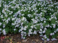 Aster ageratoides (scaber) Asran