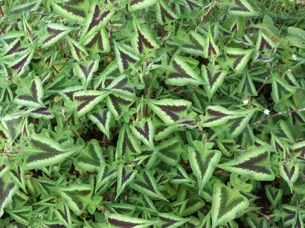 Persicaria macrophylla Purple Fantasy