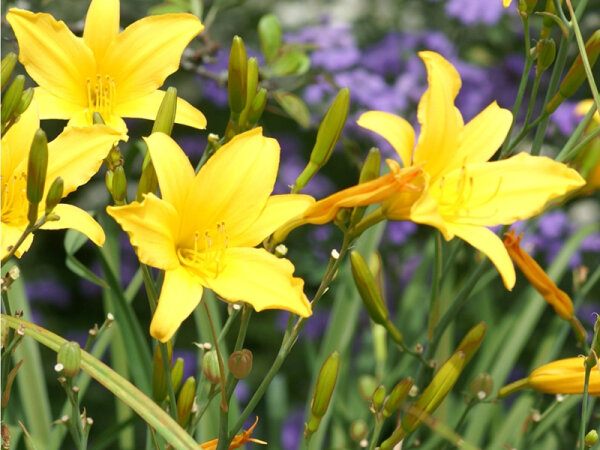 Hemerocallis Hybr. Corky