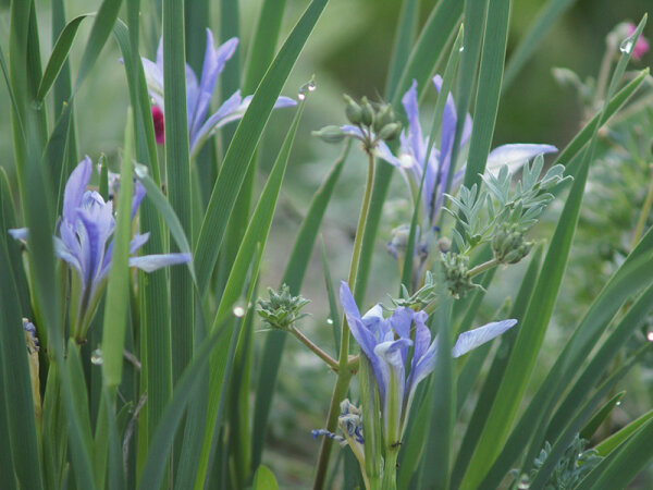 Iris songarica