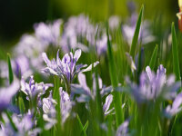 Iris songarica