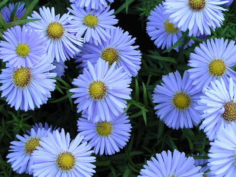 Kissenaster Zwergenhimmel Aster dumosus