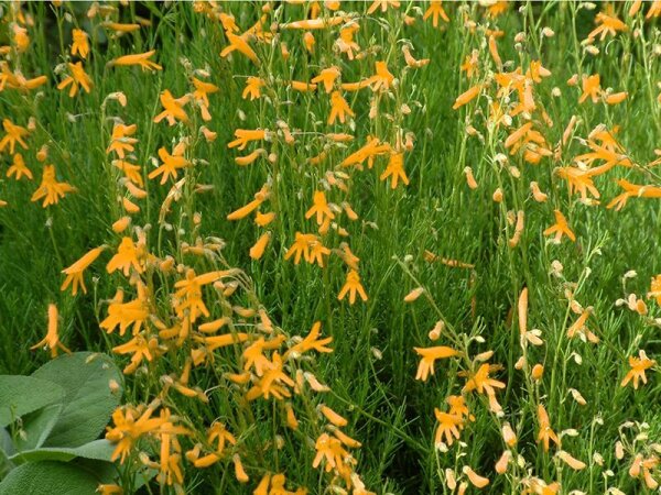 Penstemon pinifolius Shades of Mango