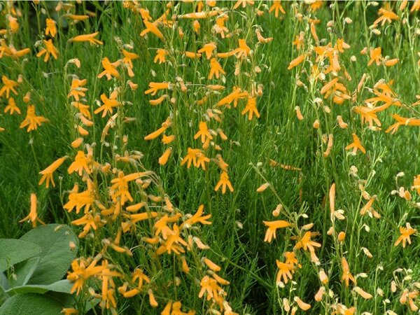 Penstemon pinifolius Shades of Mango