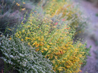 Penstemon pinifolius Shades of Mango