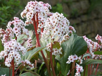 Bergenia Hybr. Silberlicht