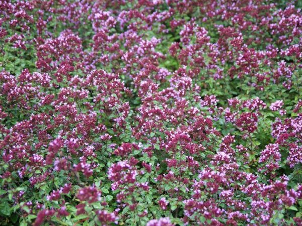 Origanum Laevigatum-Hybr. Rosenkuppel