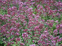 Origanum Laevigatum-Hybr. Rosenkuppel