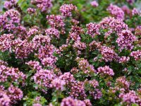 Origanum Laevigatum-Hybr. Rosenkuppel