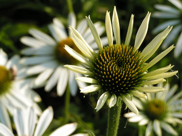 Echinacea purpurea Happy Star