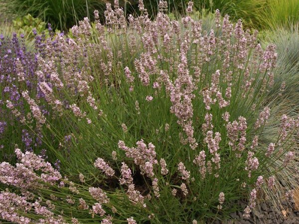 Lavandula angustifolia Mrs. Katherine