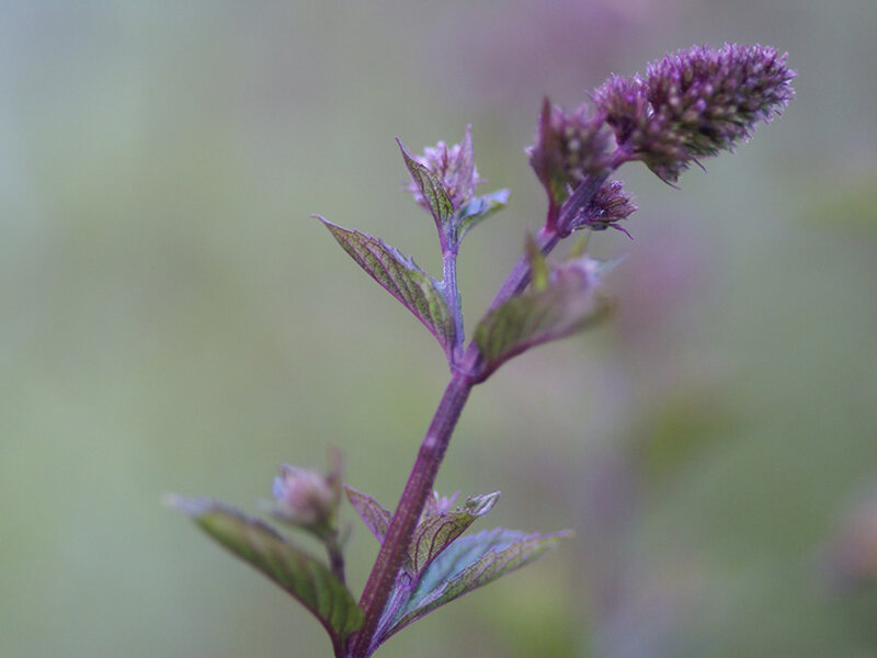 Mentha spicata Black Spearmint