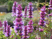 Agastache Hybr. After Eight