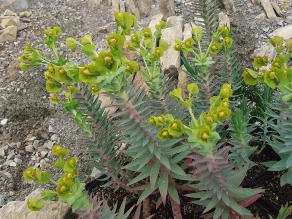 Euphorbia rigida P1