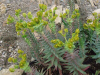 Euphorbia rigida P1